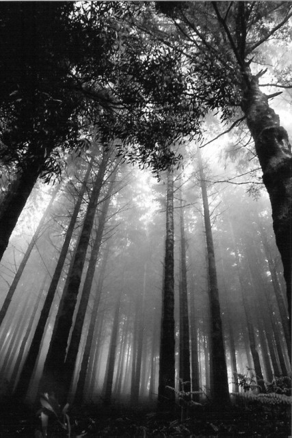 фото "Madeira Mist" метки: пейзаж, природа, лес, цветы