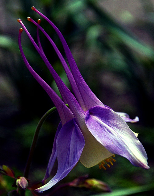 photo ".orliki" tags: nature, macro and close-up, flowers