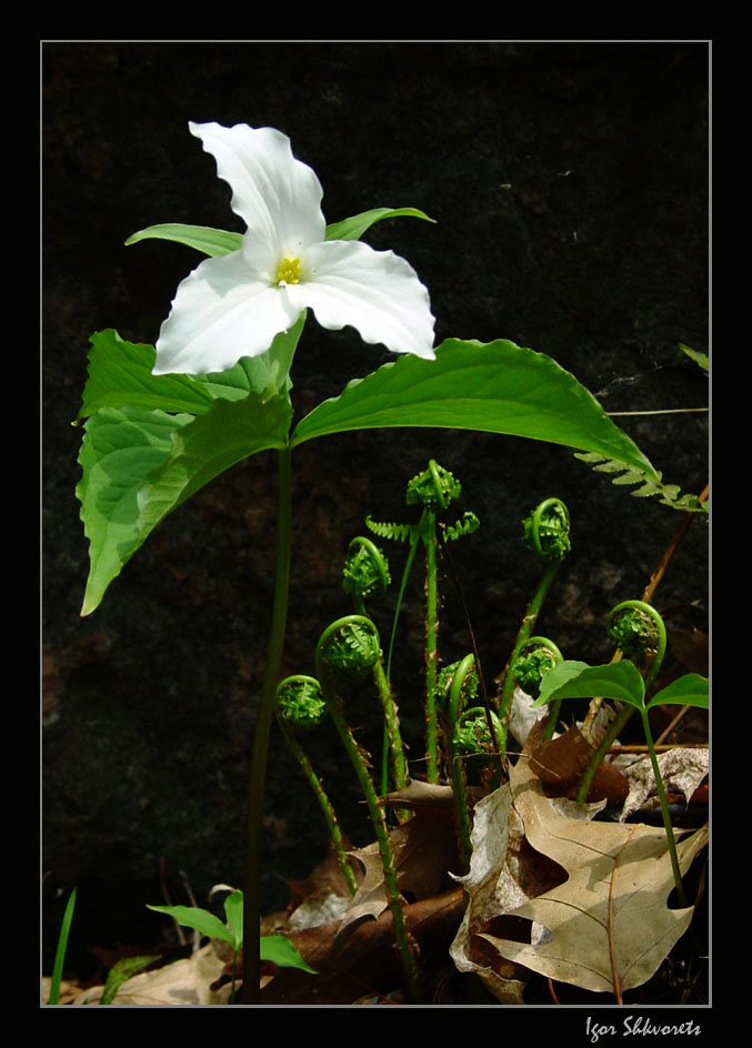 photo "Trillium" tags: nature, flowers