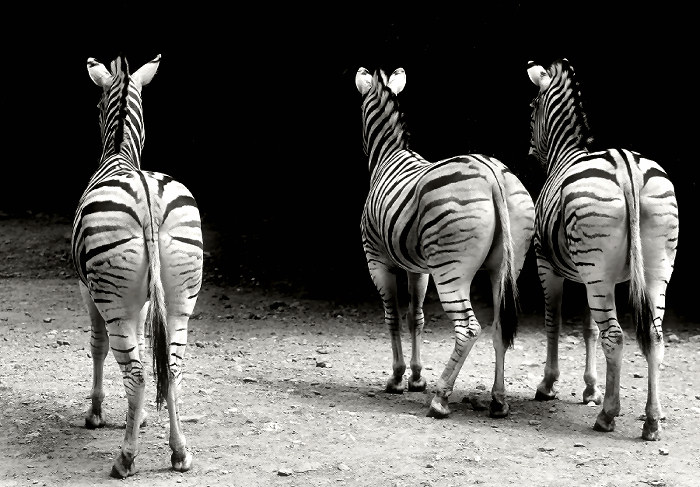 photo "Snubbed" tags: black&white, nature, wild animals