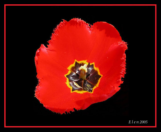 photo "Alone#2" tags: macro and close-up, nature, flowers