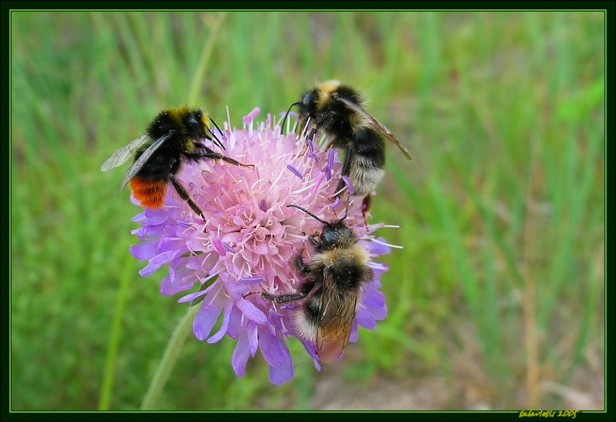 photo "Dance" tags: nature, 