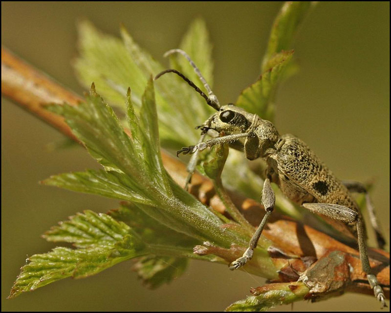 photo "Pilgrim" tags: macro and close-up, nature, insect