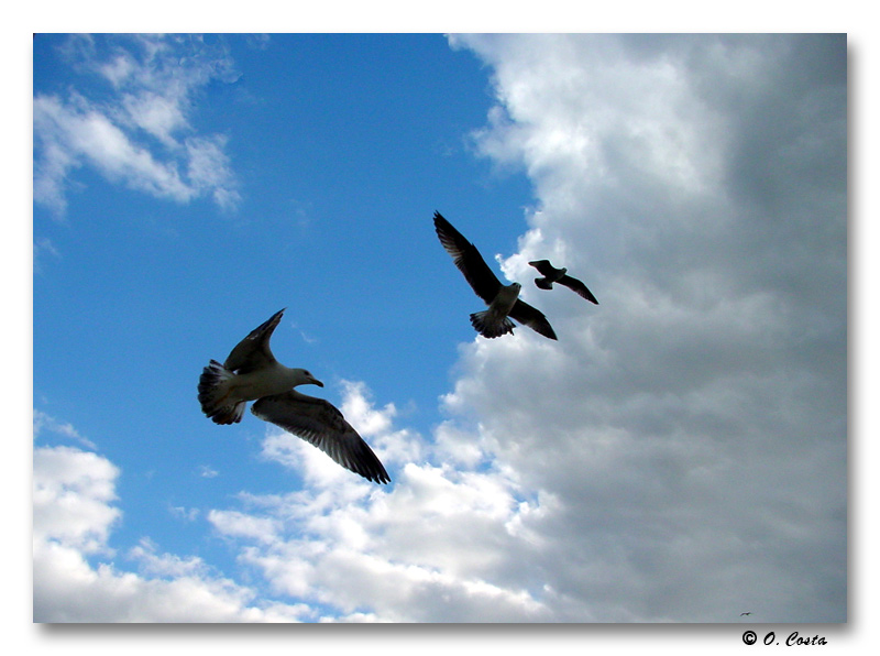 photo "Formation One !" tags: nature, travel, Europe, wild animals