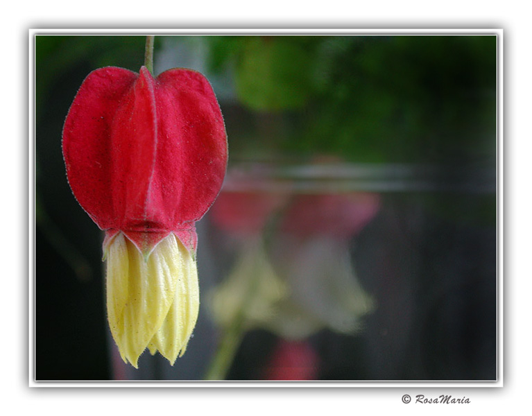 photo "Pendant" tags: macro and close-up, nature, flowers