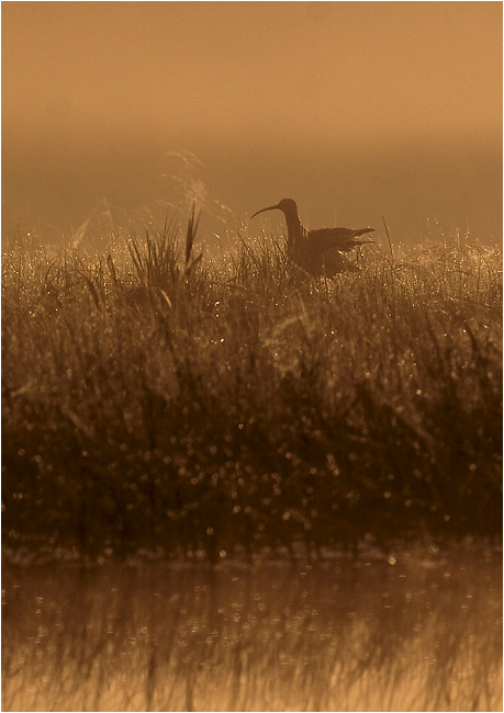 photo "Once in a morning" tags: nature, wild animals