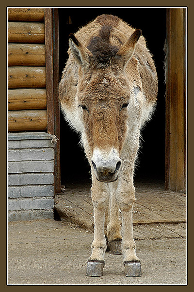 фото "Всё плохо...." метки: природа, портрет, дикие животные