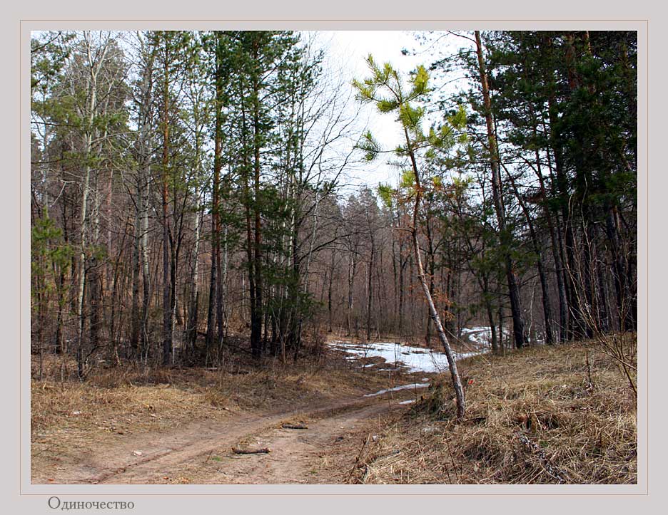 фото "Одиночество" метки: пейзаж, весна, лес