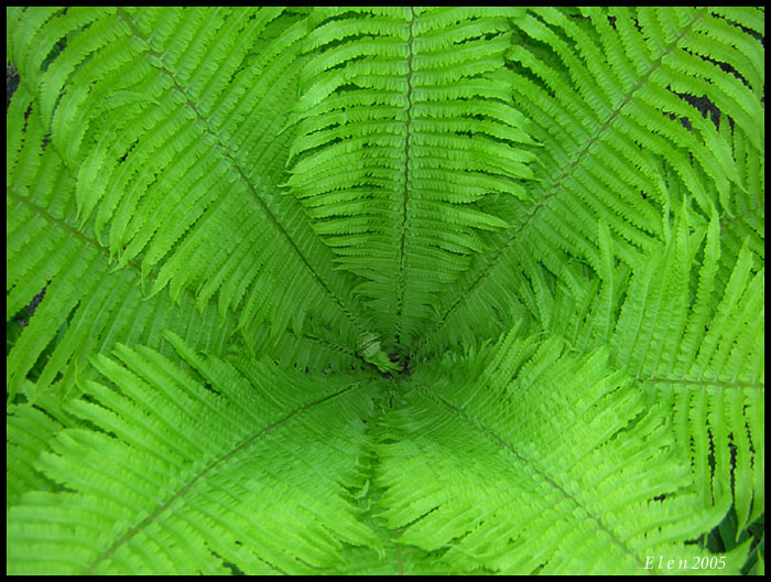 photo "splash of green" tags: macro and close-up, nature, flowers