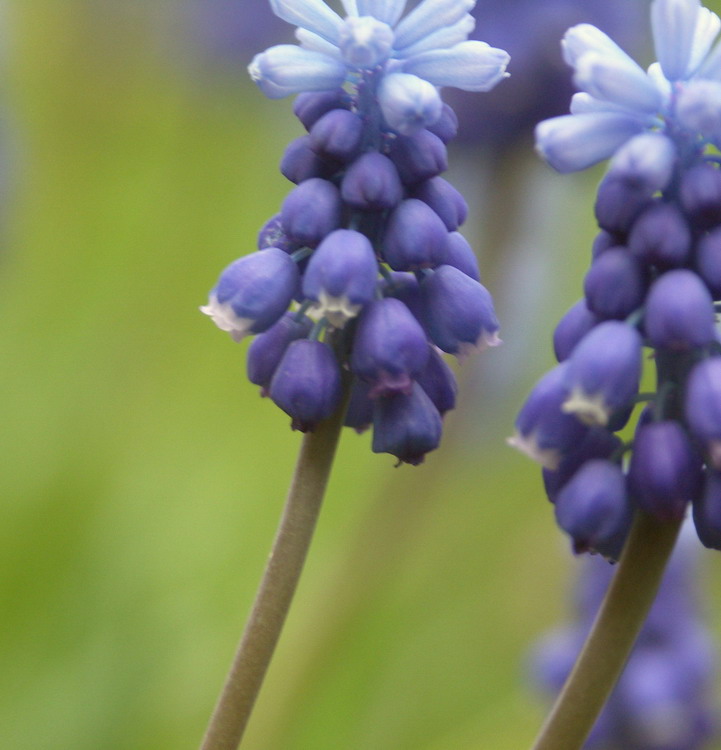 photo "Color of summer" tags: macro and close-up, nature, flowers