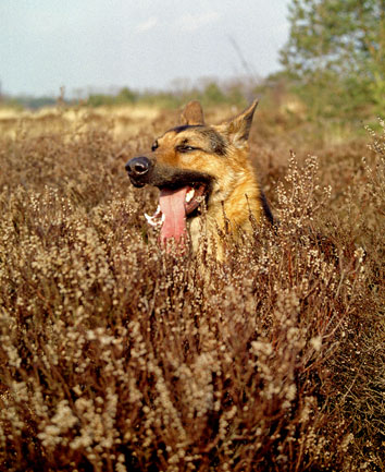 photo "My dog, Charly" tags: landscape, nature, forest, pets/farm animals