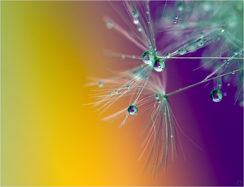 photo "*" tags: macro and close-up, nature, flowers