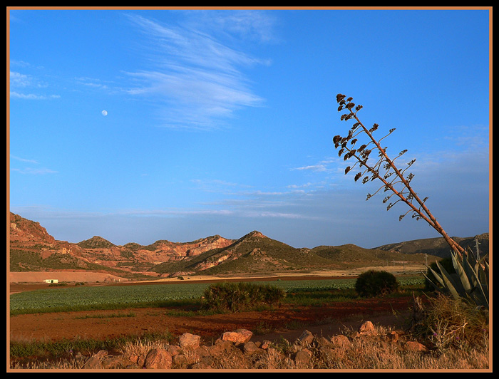 photo "Plantation in the desert." tags: landscape, mountains