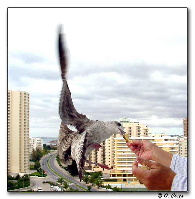 фото "Feeding the animal !!!  #1" метки: природа, путешествия, Европа, дикие животные