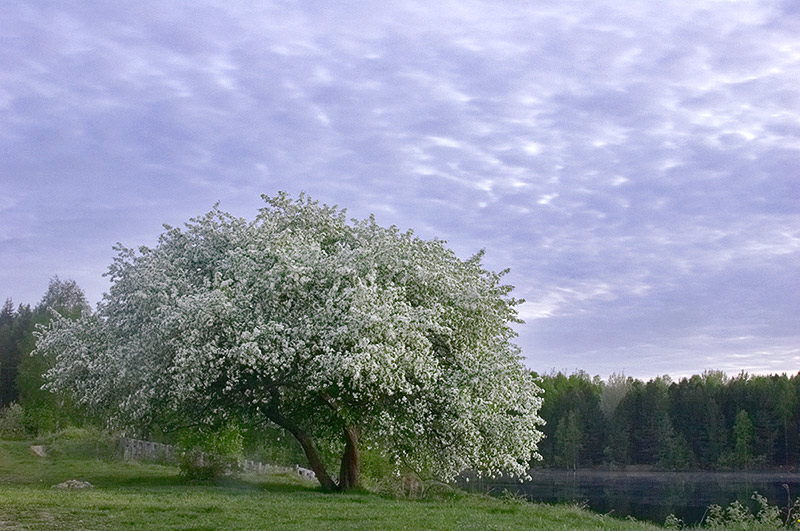 photo "apple blossom" tags: misc., 