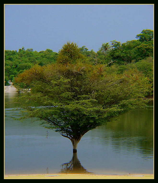 photo "Growing in the river" tags: landscape, travel, South America, water