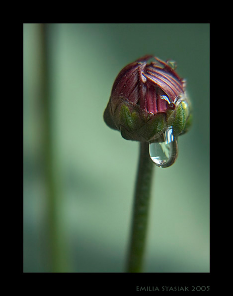 фото "tear" метки: природа, макро и крупный план, цветы