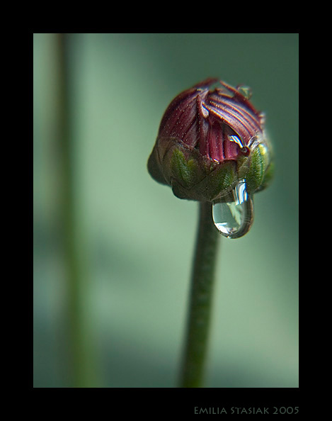 photo "tear" tags: nature, macro and close-up, flowers