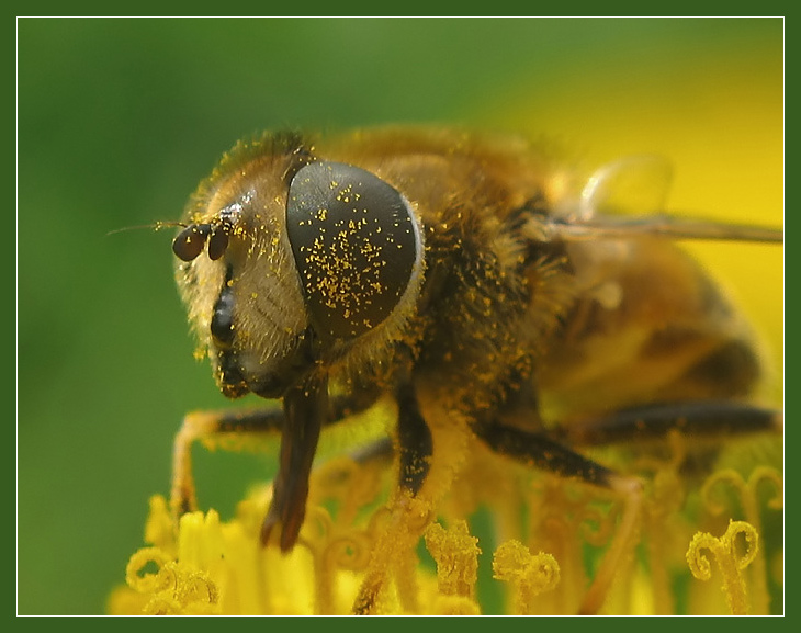 photo "~Hoverfly~(in pollen)" tags: macro and close-up, nature, insect