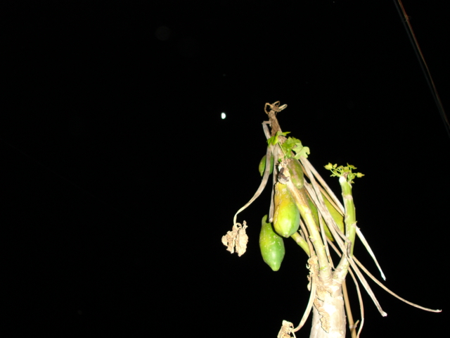 photo "the moon" tags: nature, flowers