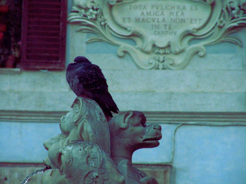 фото "Dove from Rome 2" метки: природа, пейзаж, дикие животные, лето