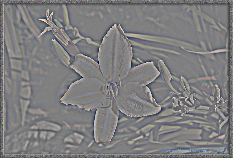 photo "Floral Written in Bronze !" tags: abstract, nature, flowers