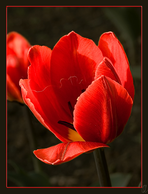 photo "Webbed tulip" tags: macro and close-up, nature, flowers
