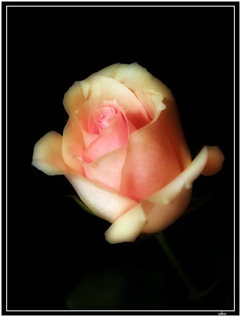 photo "Misted over vgljad on a night rose" tags: nature, macro and close-up, flowers