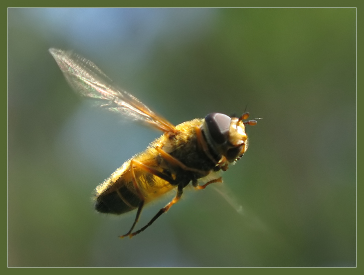 photo "~Flight of Hoverfly~" tags: macro and close-up, nature, insect