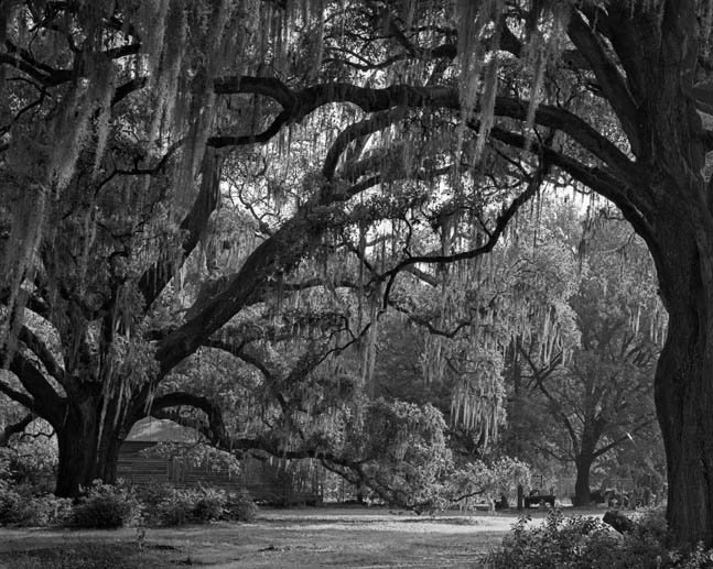 photo "Under the oaks" tags: landscape, summer