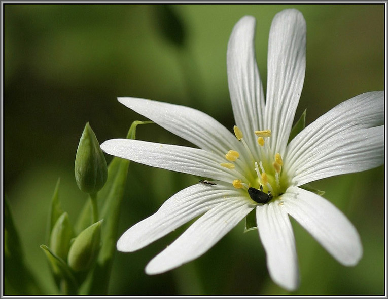 photo "***" tags: macro and close-up, nature, flowers