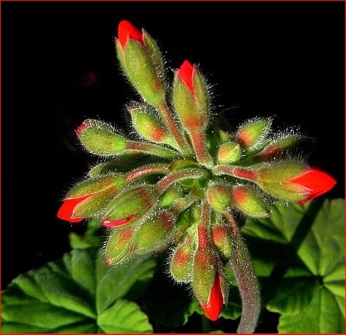 photo "full of life!" tags: nature, macro and close-up, flowers