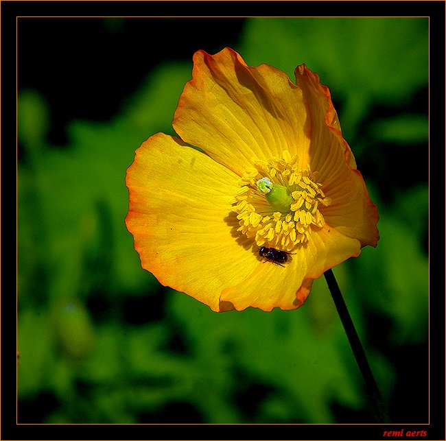 photo "yellow flower" tags: nature, macro and close-up, flowers