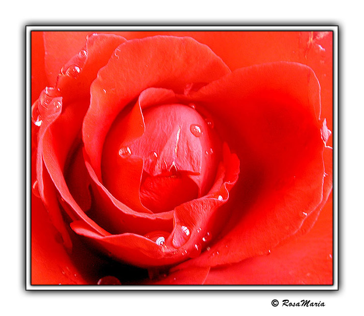 фото "...the heart of the rose..." метки: макро и крупный план, природа, цветы
