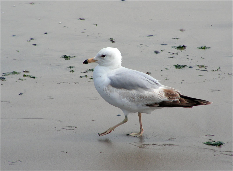 photo "Ring-billed gull" tags: nature, wild animals