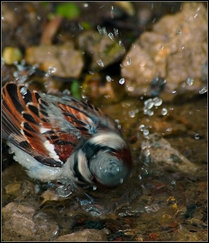 photo "Bathing" tags: nature, misc., wild animals