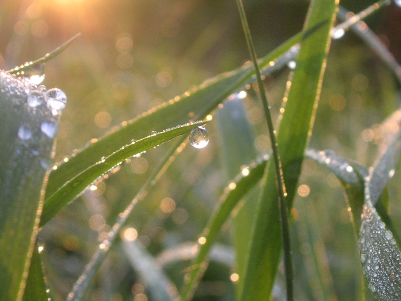 фото "Утренняя роса" метки: макро и крупный план, природа, цветы