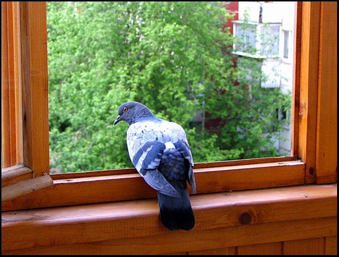 photo "I shall sit on a balcony, I shall have a rest a li" tags: nature, wild animals