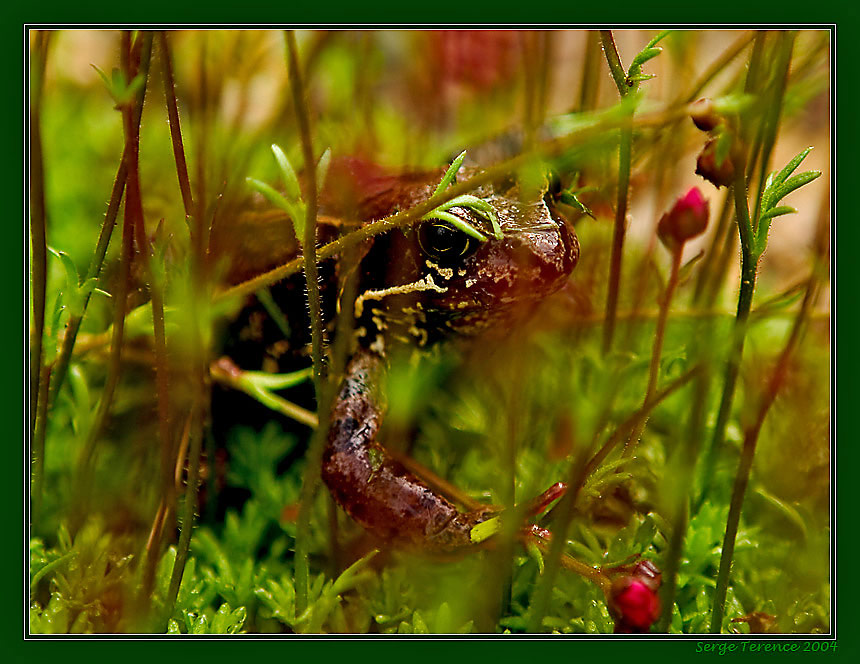 photo "In an ambush (repost)" tags: nature, macro and close-up, 