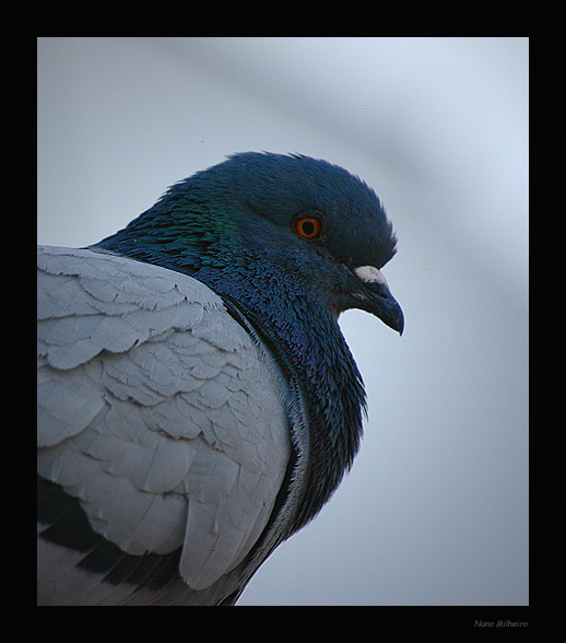 photo "Mr Bird" tags: nature, pets/farm animals