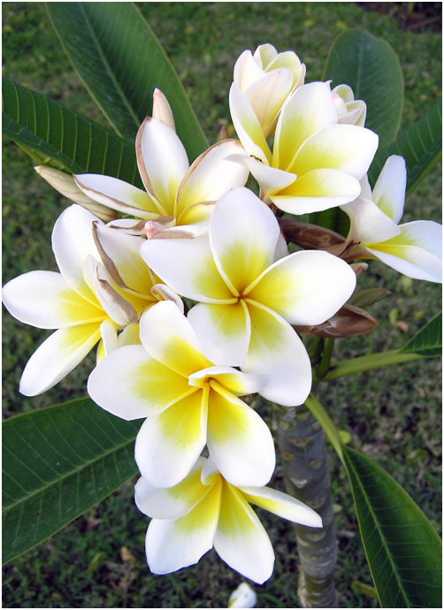 photo "Plumeria" tags: nature, flowers