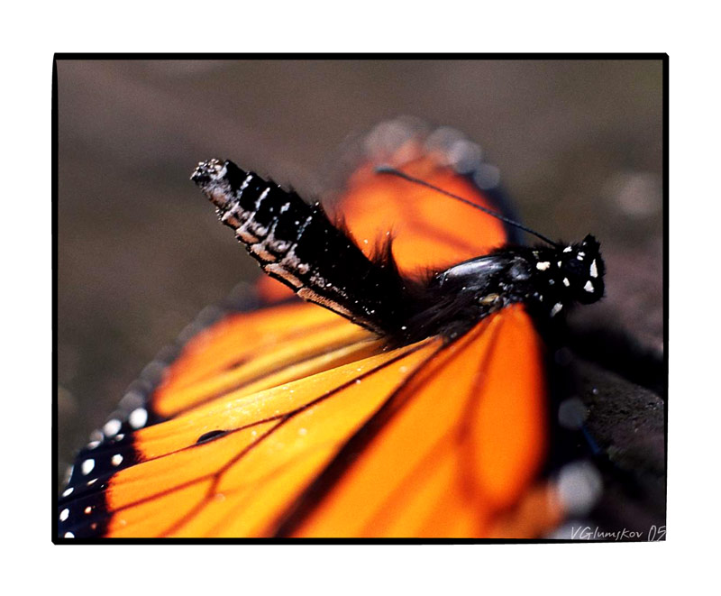 photo "????? / Left behind" tags: nature, insect