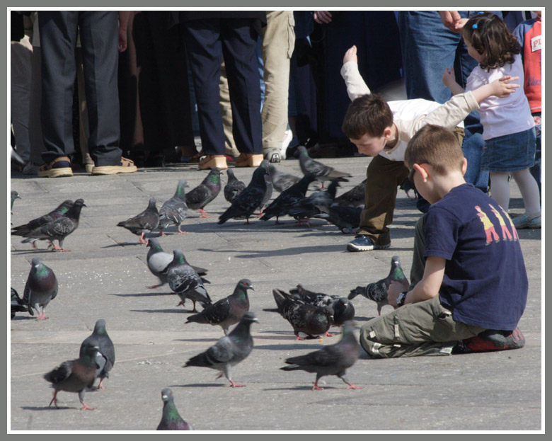 photo "Pigeons San Marco" tags: travel, genre, Europe