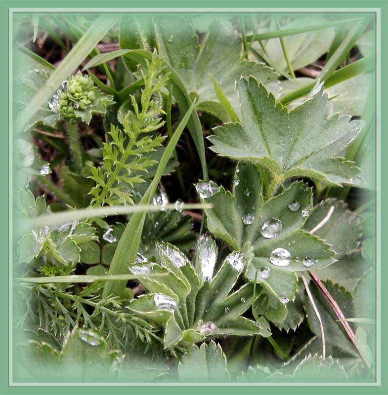 photo "Leaves of Grass" tags: nature, macro and close-up, flowers