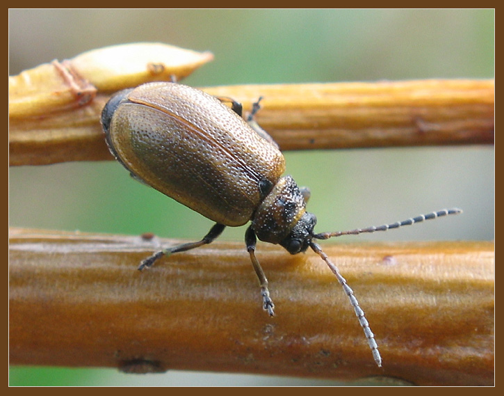 фото "~Жучок~" метки: макро и крупный план, природа, насекомое