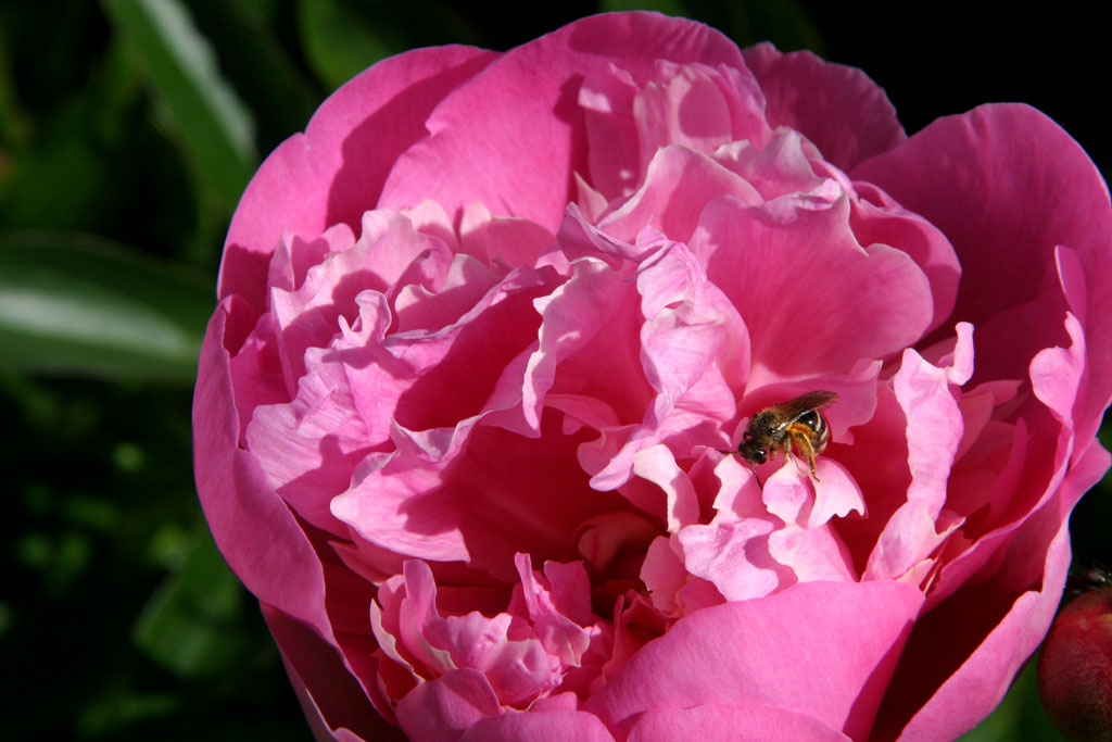 photo "Rosy Rest Stop" tags: nature, flowers, insect