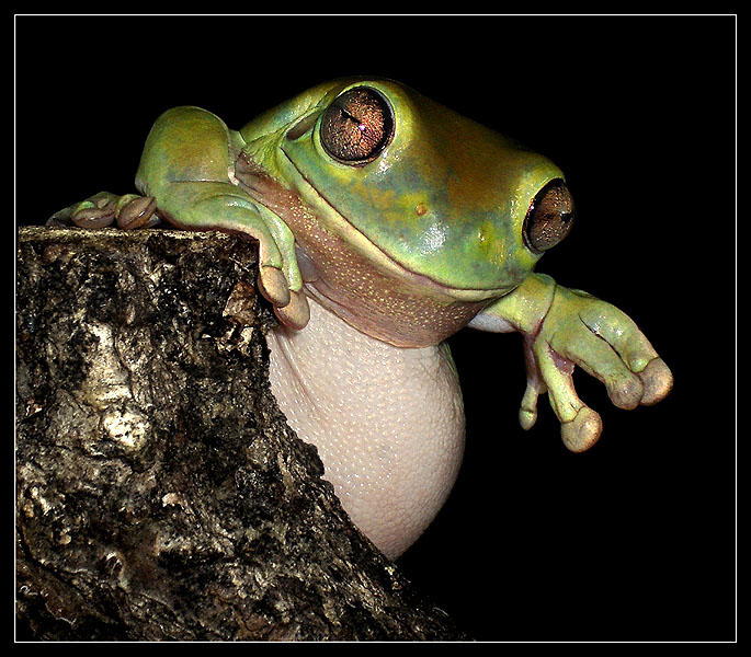 photo "Your kind uncle Joe" tags: portrait, macro and close-up, 