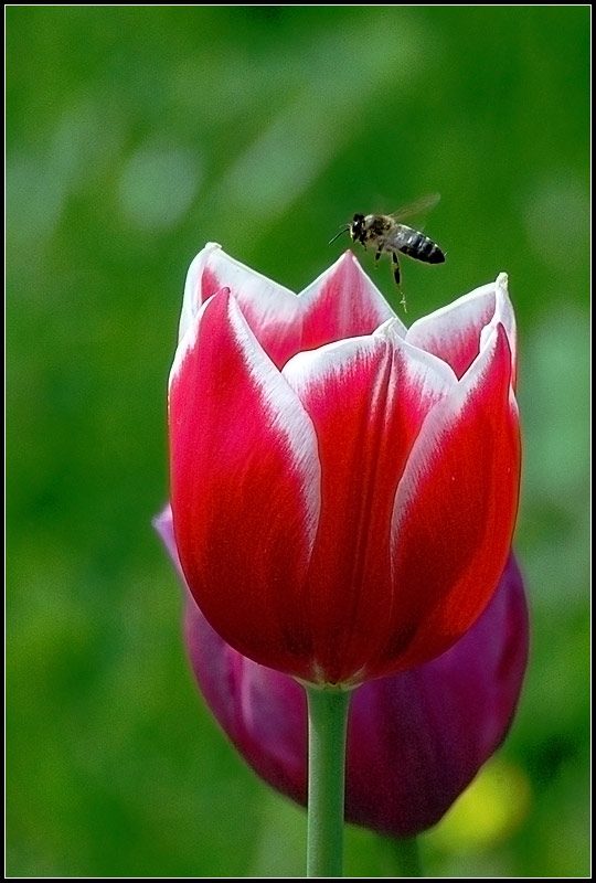 photo "Flight" tags: nature, misc., flowers