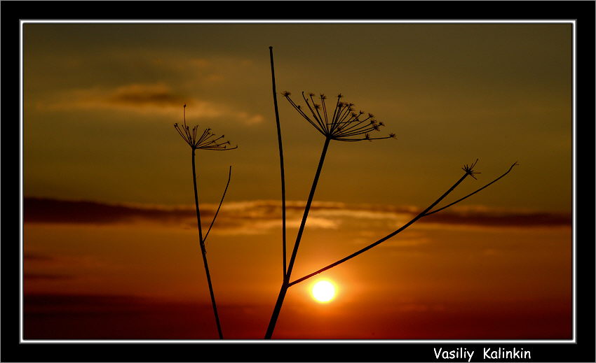 фото "...перезимовали-2..." метки: пейзаж, весна, закат