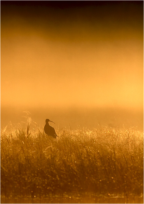 photo "Once in a morning 3" tags: nature, wild animals